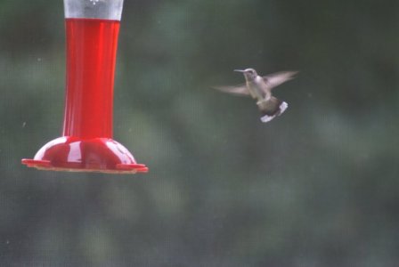 091002 Hummers 38.JPG
