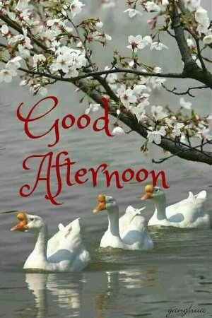 goodafternoon1.jpg