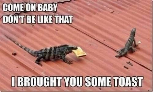 funnyanimalsthread.jpg