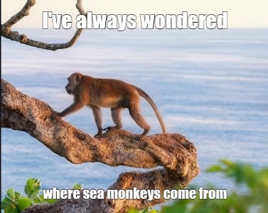 monkey.jpg