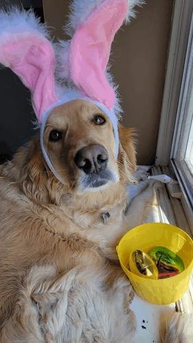 dogeaterday.jpg