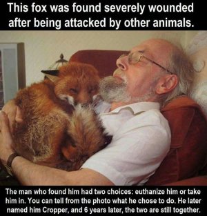 mansavesfox.jpg