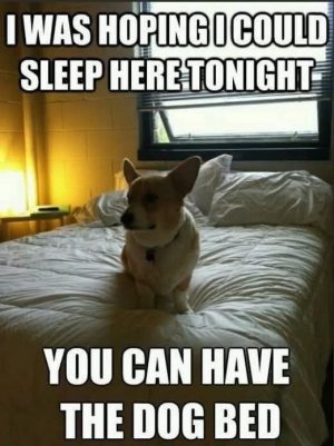 dogbedjoke.jpg