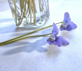 Common Blue Violet2.jpg