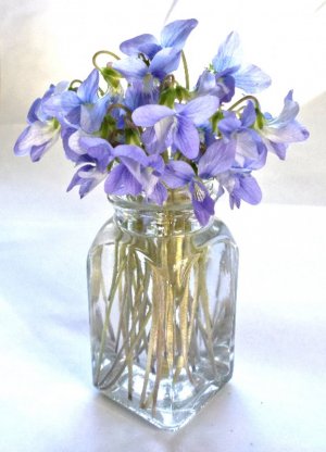 Common Blue Violet.jpg