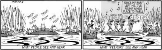 peepers singing.jpg