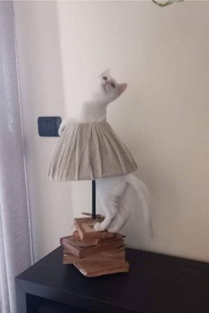 IMG_2055.jpeg
