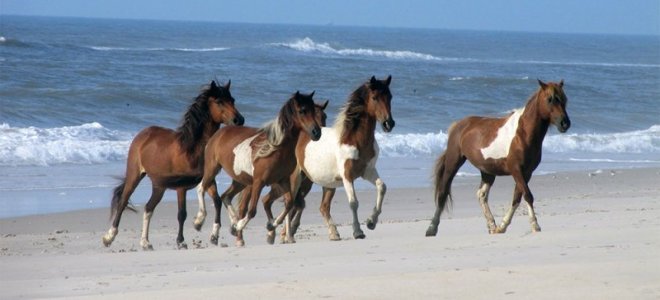 assateagues.jpg