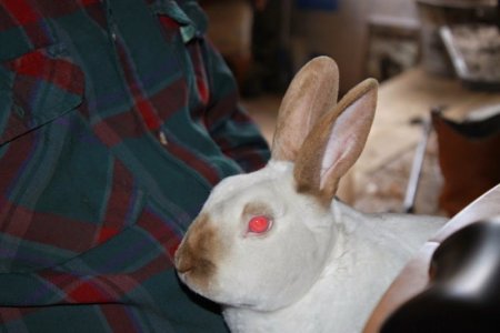 long_ears.jpg