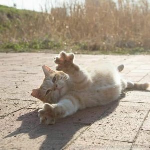 cattitude cutie.jpg