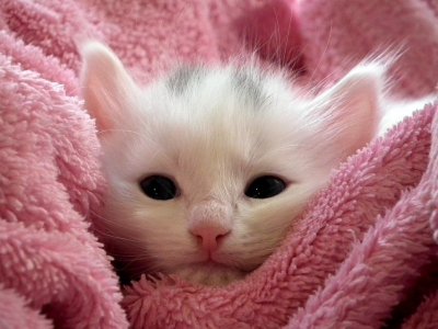 kitten-227011_960_720.jpg