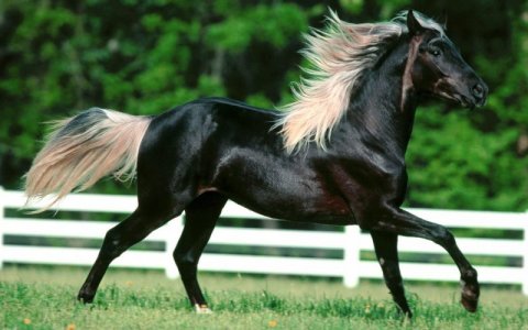black1.jpg