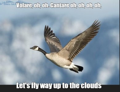 goose.jpg