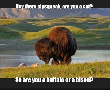 buffalocat.jpg