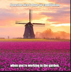 Dutch.jpg