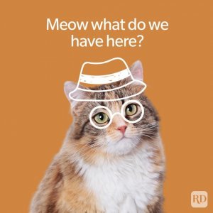 80-Animal-Jokes-That-Are-the-Wildest-in-the-Kingdom_2_GettyImages-1749884533.jpg