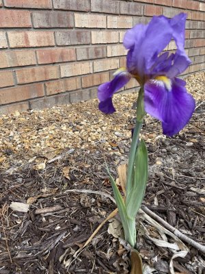 IMG_2070.jpeg
