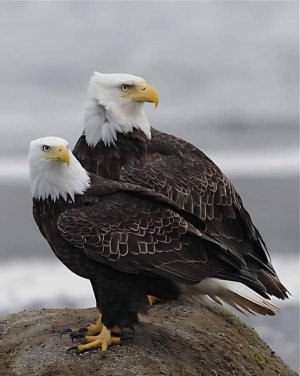tumblr_7e0ff3222ef55cd7649465ed3cede719_39ab8043_640.jpg