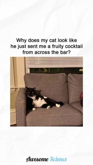 catjoke.jpg