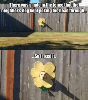 dogpokeheadjoke.jpg