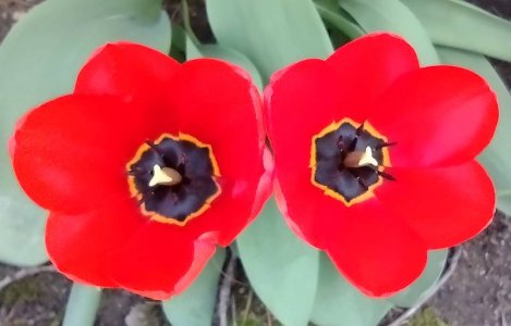 Tulips.jpg