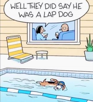 lapdogjoke.jpg