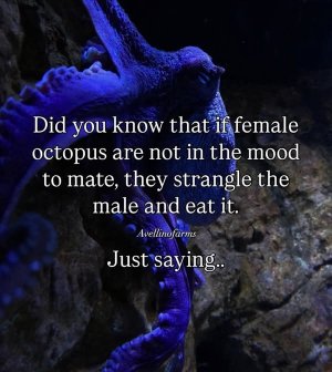 feoctowhoknew.jpg