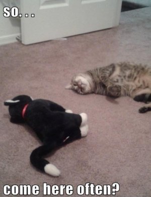 Cat Talk.jpeg