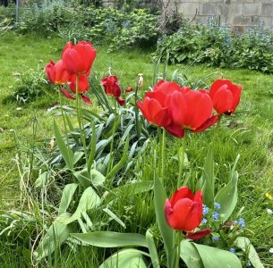 Tulips in Lansdown.jpg