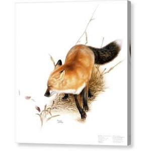 lessspan-style-background-color-rgb-246247248-color-rgb-283033-greater-red-fox-canvas-print-le...jpg