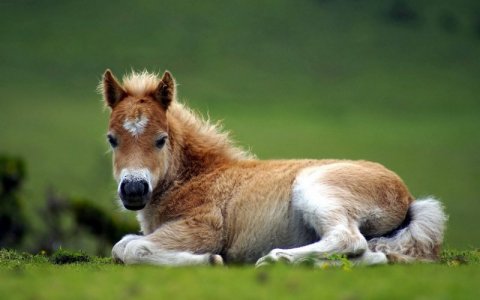 foal.jpg
