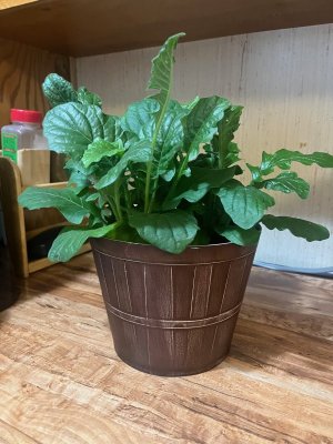 Plant.jpg