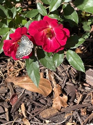 IMG_1586.jpeg
