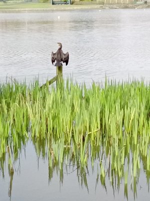 cormorant5.jpg