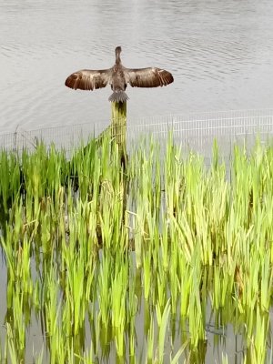 cormorant4.jpg