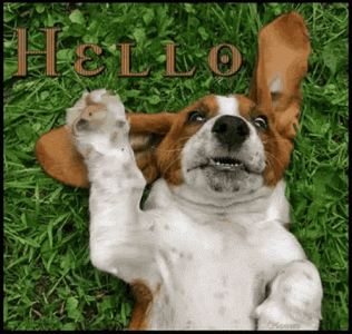 doghello.gif