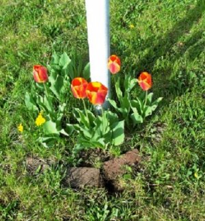 tulips 4-29-25.jpg