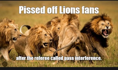 lions.jpg