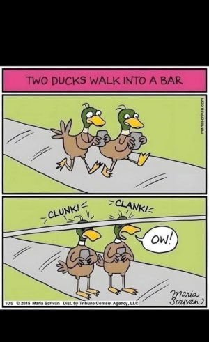 duckjoke.jpg
