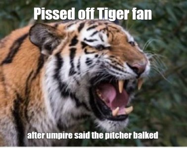 tiger.jpg