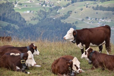 Brown cows-7840982_1280.jpg