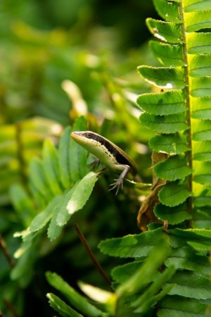 green termite snake.jpg