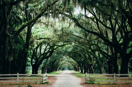 green woods.jpg