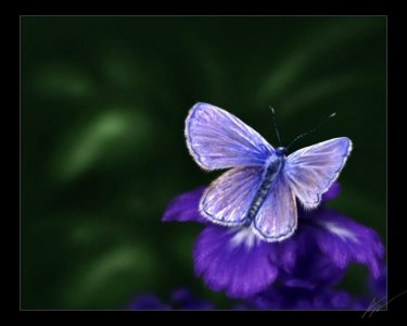 purple moth.jpg
