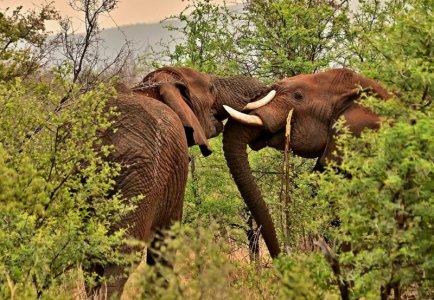 brown elephants.jpg