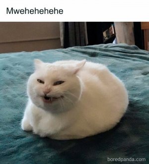 funny-cat-memes-purrgattos-8-68120e51ebf93__700.jpg