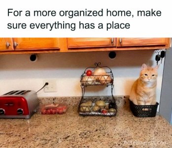 funny-cat-memes-purrgattos-24-681228d9a24a1__700.jpg