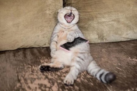 Yawning @.jpg