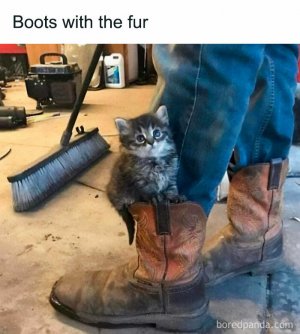 funny-cat-memes-purrgattos-22-681226542113a__700.jpg