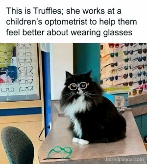 funny-cat-memes-purrgattos-23-68122710da4c1__700.jpg